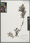 Foto von Salix purpurea L.